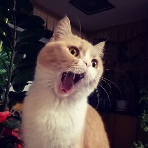 厨房扶着岳翘臀挺进l
